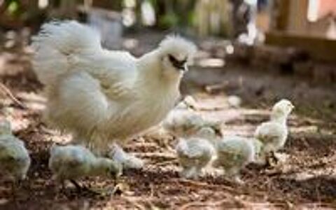   Oeufs à couver de poules de Soie 
À venir chercher  