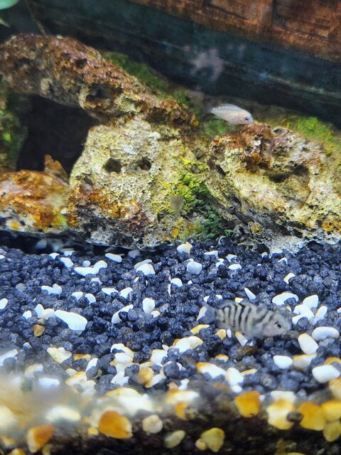 Cichlid Malawi 43350 Saint-paulien