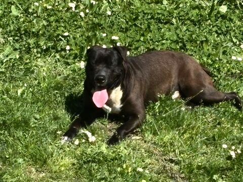 XStaffie de 1 an 0 73000 Chambry