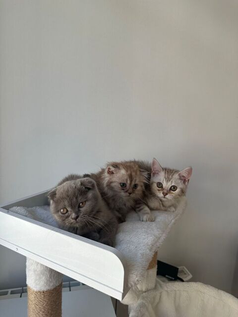chat Scottish fold straight 0 75019 Paris
