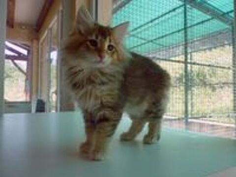   Chaton Norvegien Loof 
