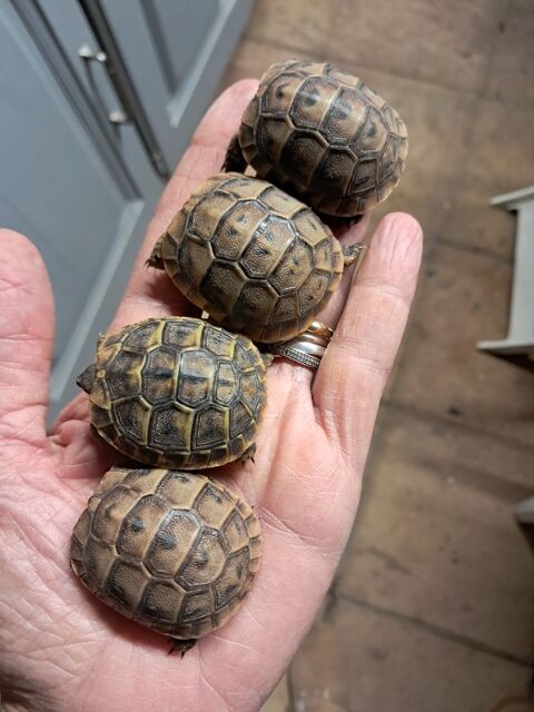 Tortues juvéniles 40 13480 Cabris