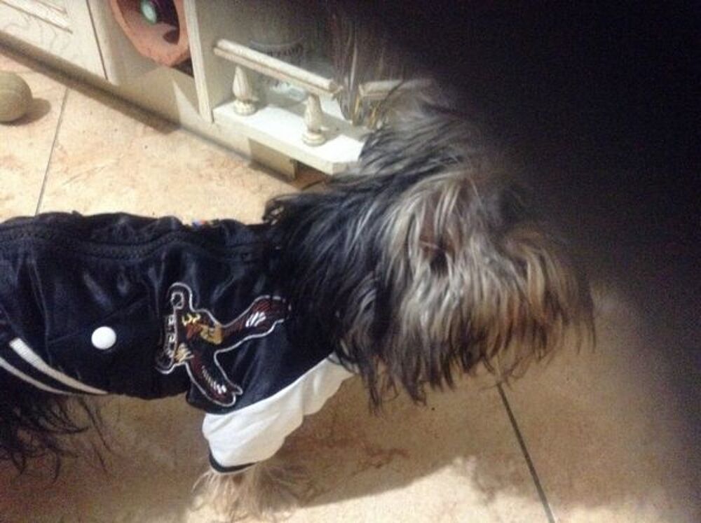Manteau petit chien a saisir neuf j Vêtements