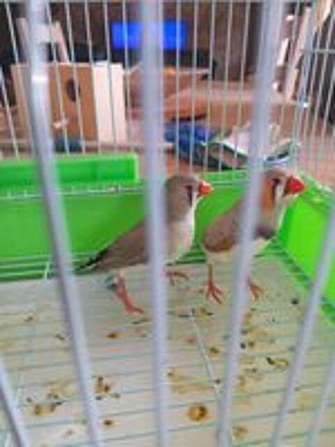    couple de mandarins diamants 
Pour 12e le couple
