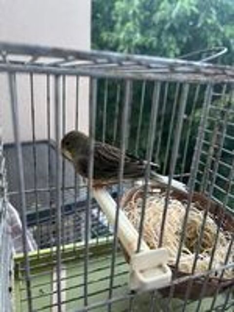   3 Canaris, un male et deux femelles 
