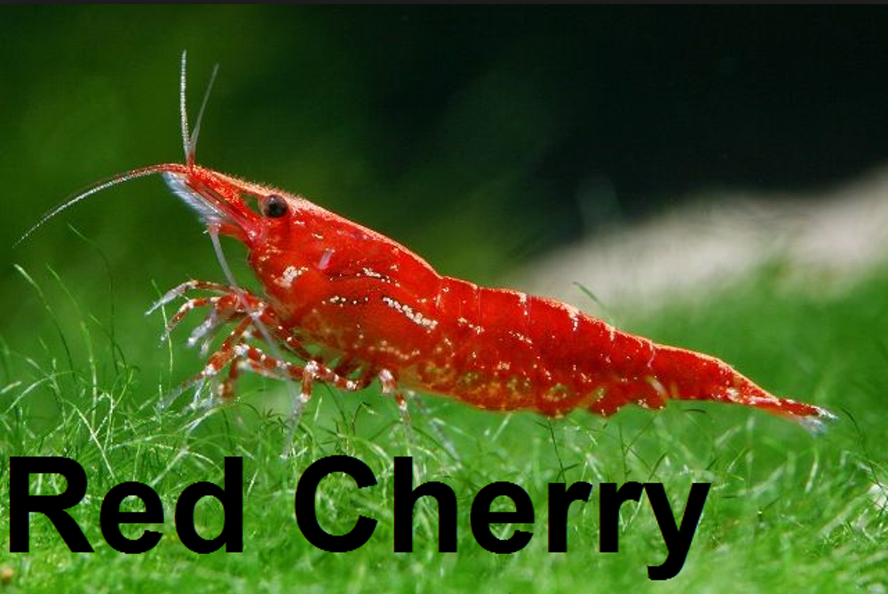   Lot de 12 Crevettes Red Cherry pour Aquarium d'eau douce 
