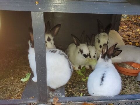 Lapereaux papillons et californien 2 mois 15 01300 Saint-benot