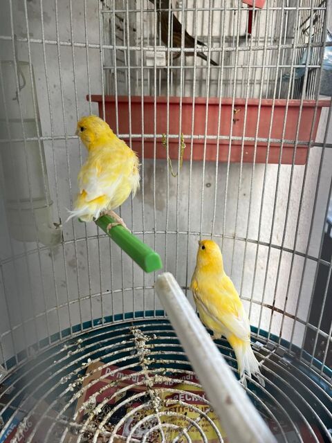 Couple canaris jaunes avec leur cage 60 84000 Avignon