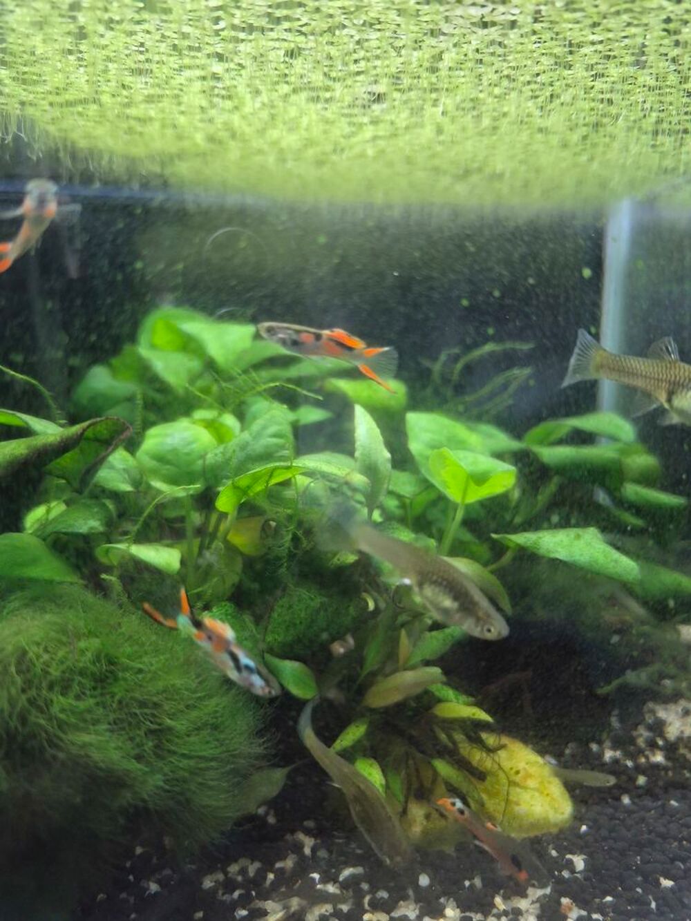   Guppys endler mâles et Femelles 
