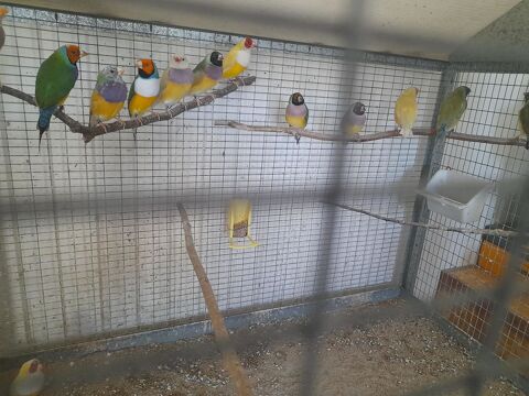 Couple de diamant gould 80 86400 Civray
