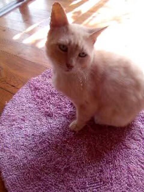 Gentil chat adulte à adopter sur Marseille 0 13004 Marseille