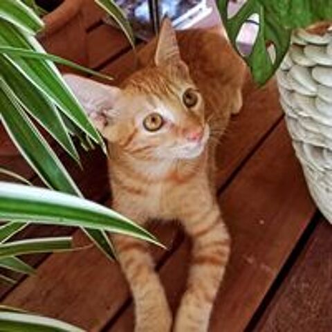   ✨️ NIRO ✨️ 🐱 