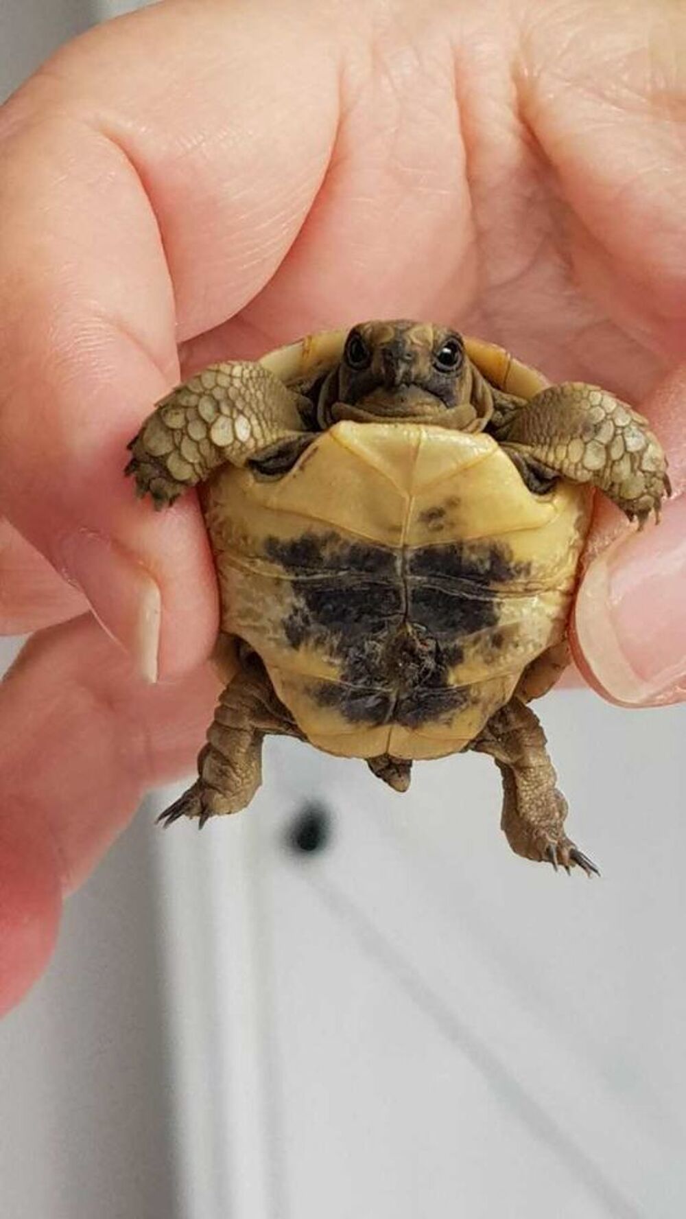 tortues Grecque 