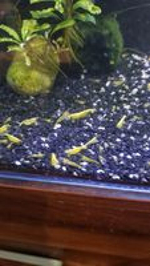   Crevettes neocaridina 