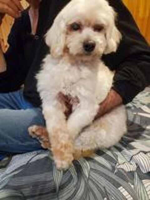   femelle bichon maltais adulte 
