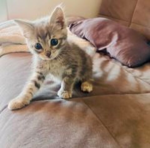   DERNIERE PETITE CHATONNE DE LA PORTÉE  