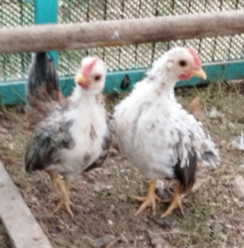   3 coqs cérama malais  