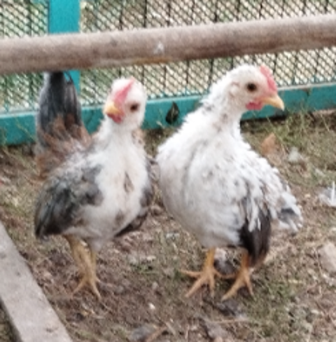 3 coqs c&eacute;rama malais 25 24000 Périgueux