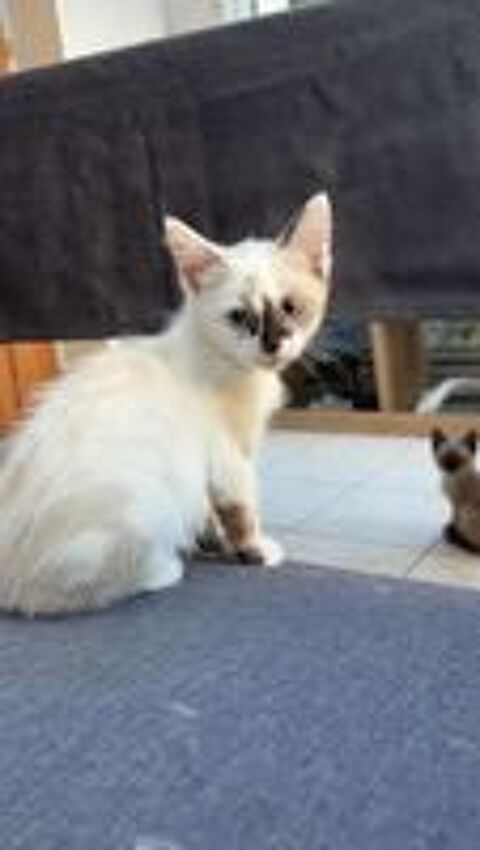   adorable chaton  