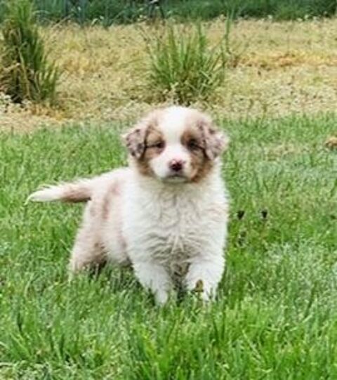 BERGERS AUSTRALIENS CHIOTS A RESERVER 1300 85600 Montaigu