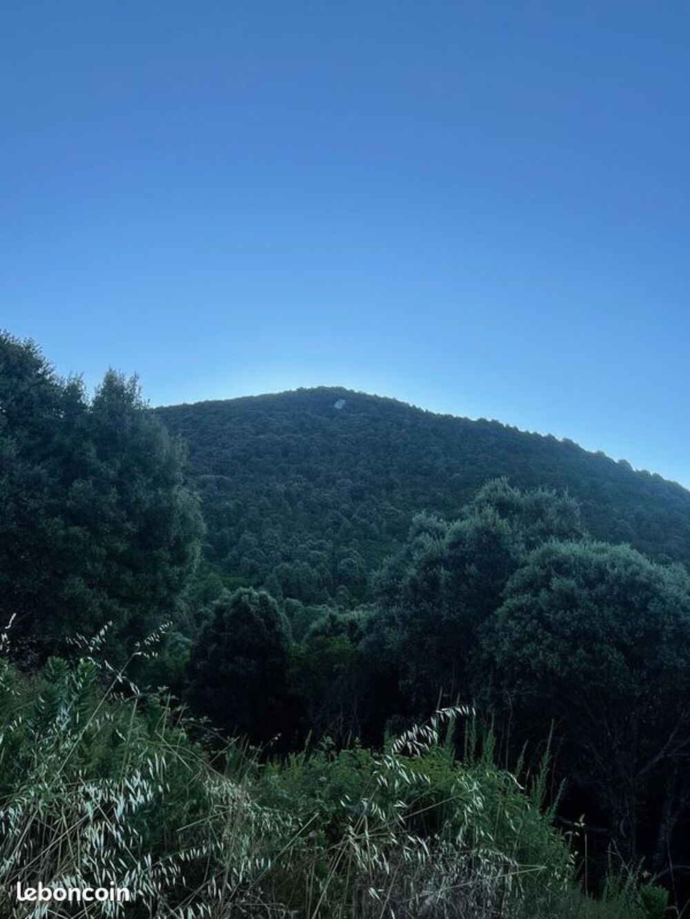Vente Terrain IMPORTANTE PARCELLE BOISEE EN HAUTEUR DE SANTA MARIA SICHE Santa-maria-siché