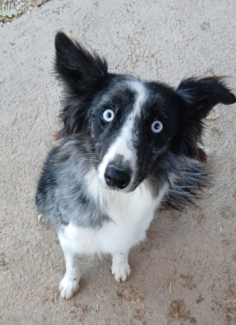 Sally est à l'adoption! 0 34000 Montpellier