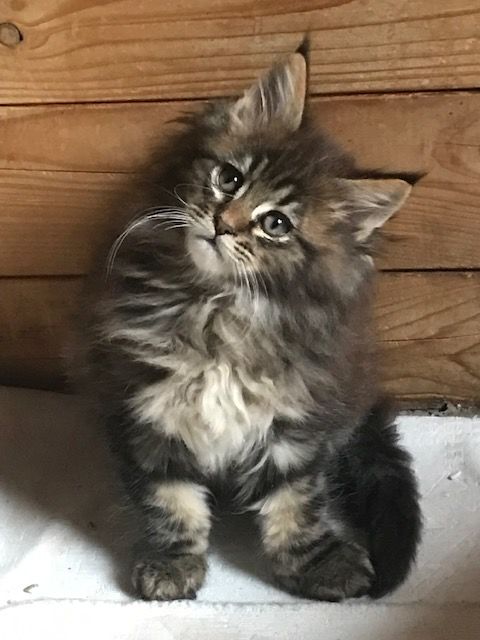   Merveilleux chatons maine coon 