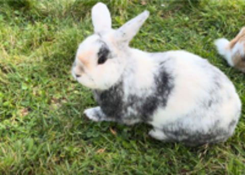   Ruben, lapin nain à adopter 