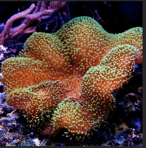 sarcophyton polypes vert 20 34670 Baillargues