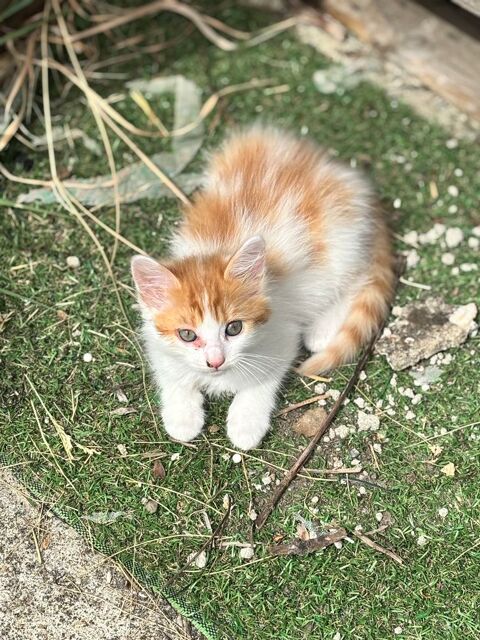 &Agrave; donner chaton 0 82290 Meauzac