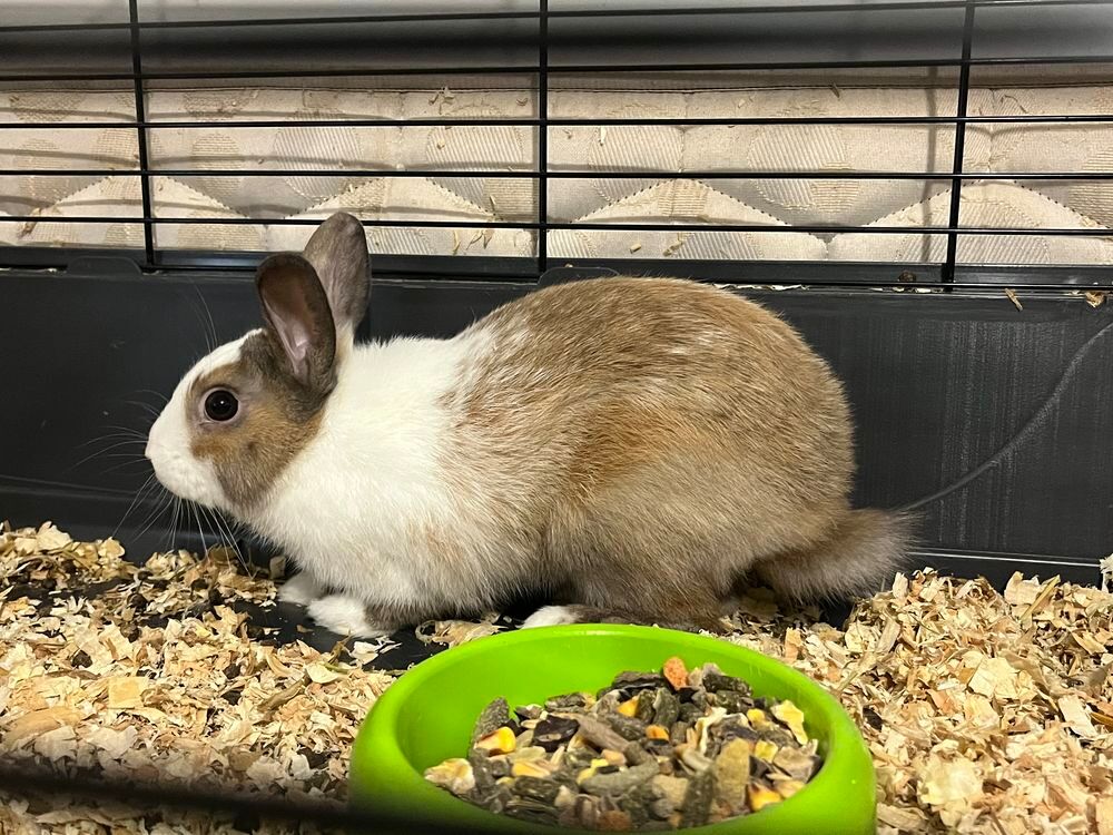   jeune lapin nain 