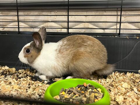 jeune lapin nain 0 31250 Revel