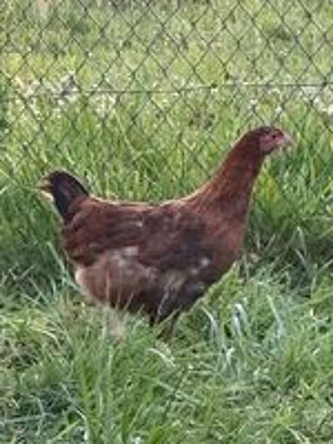   poulette 