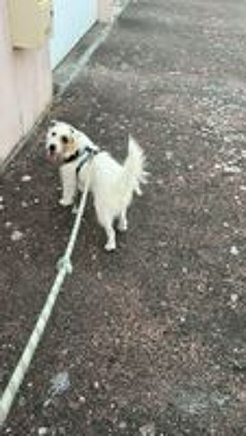   Jack Russel 