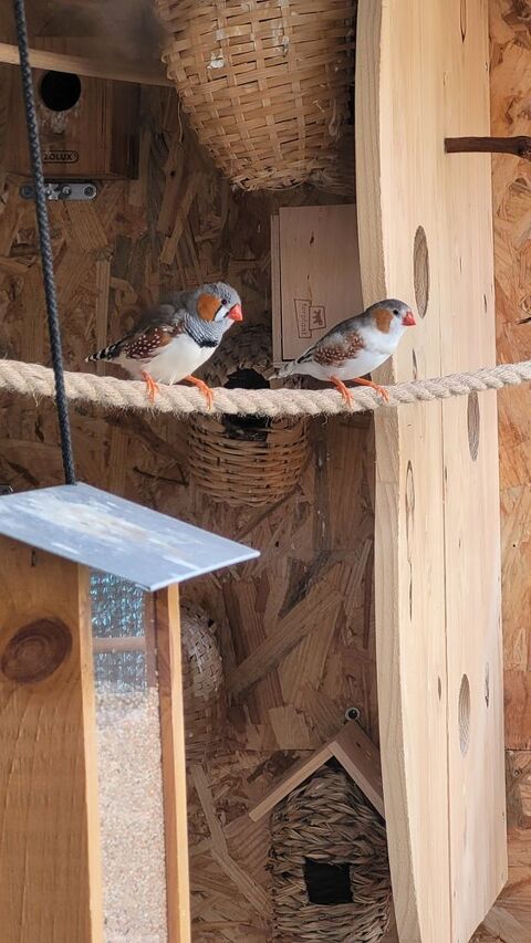 Mandarin 10 83250 La londe-les-maures