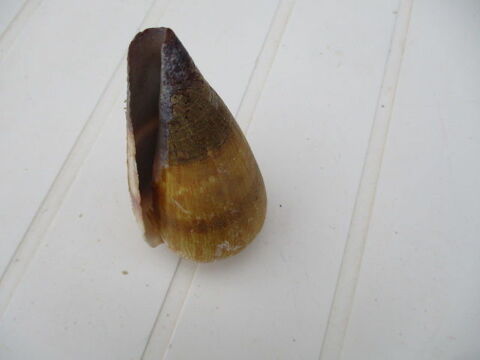 coquillage 8 Castres (81)