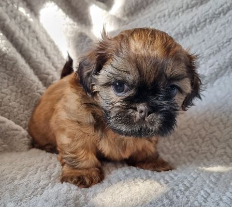 A r&eacute;server magnifique chiot shih tzu lof  1300 17000 La rochelle