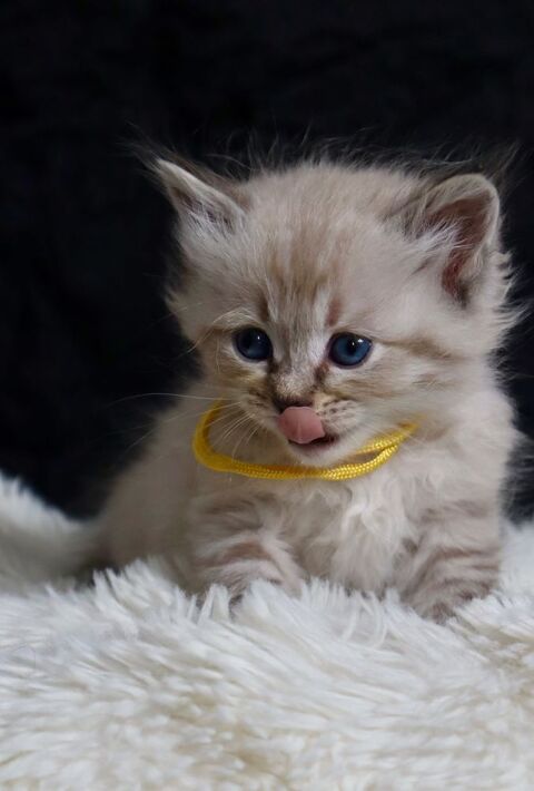 Chaton Siberien Hyppoallergenique 0 30100 Alès