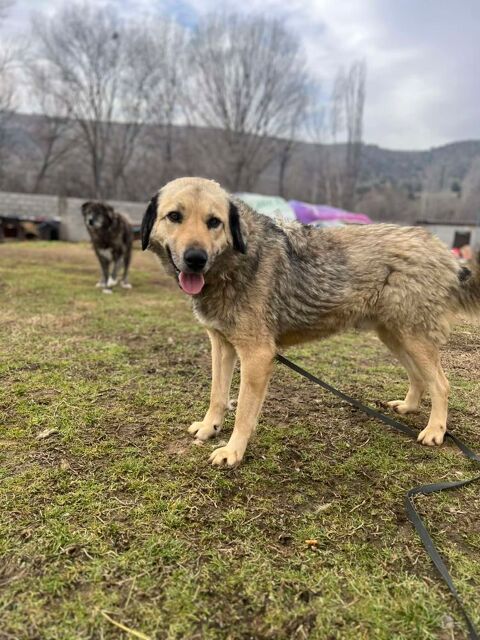 DROPPY m&acirc;le crois&eacute; berger 3 ans 300 59300 Valenciennes