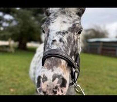   Poney à donner  