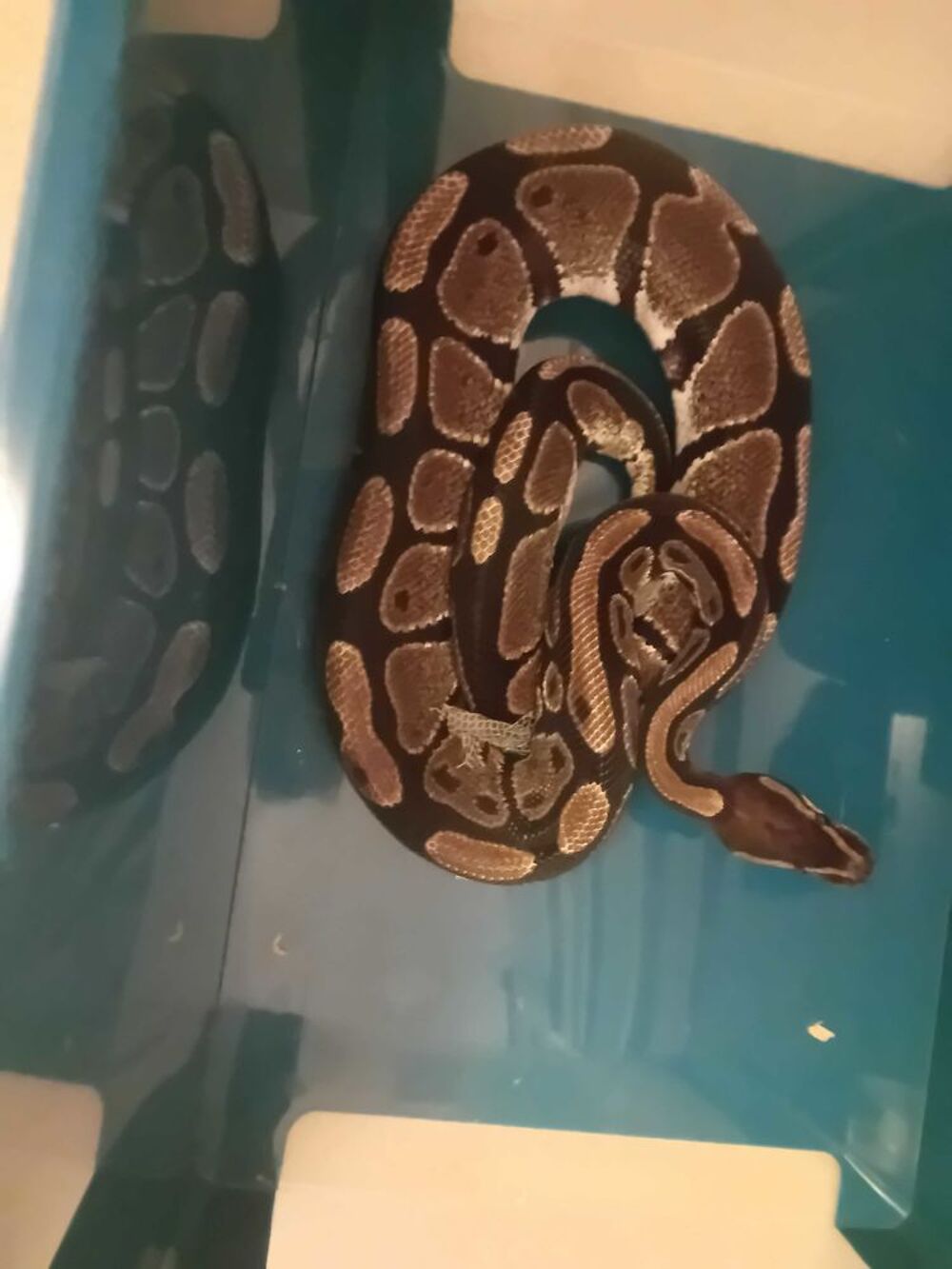   4 pythons et de 1 boa ( expérimenté ) 