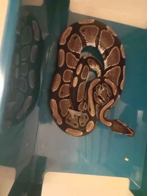 4 pythons et de 1 boa ( exp&eacute;riment&eacute; ) 100 65800 Aureilhan