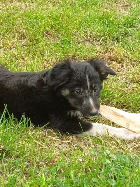 border collie 550 35230 Org�res