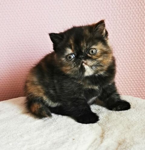 Chaton Exotic Shorthair 1200 29480 Le relecq-kerhuon