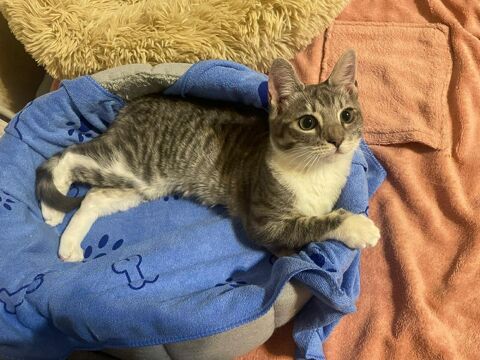 Assia, la petite chatonne qui fait fondre les c�urs&nbsp; 180 92000 Nanterre