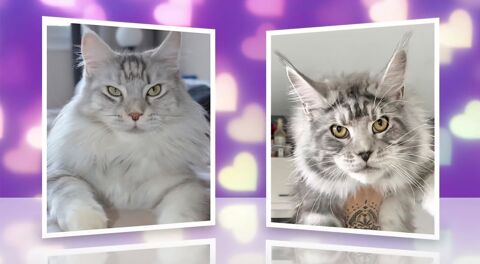 6 MAGNIFIQUE MAINE COON LOOF 1500 93160 Noisy-le-grand