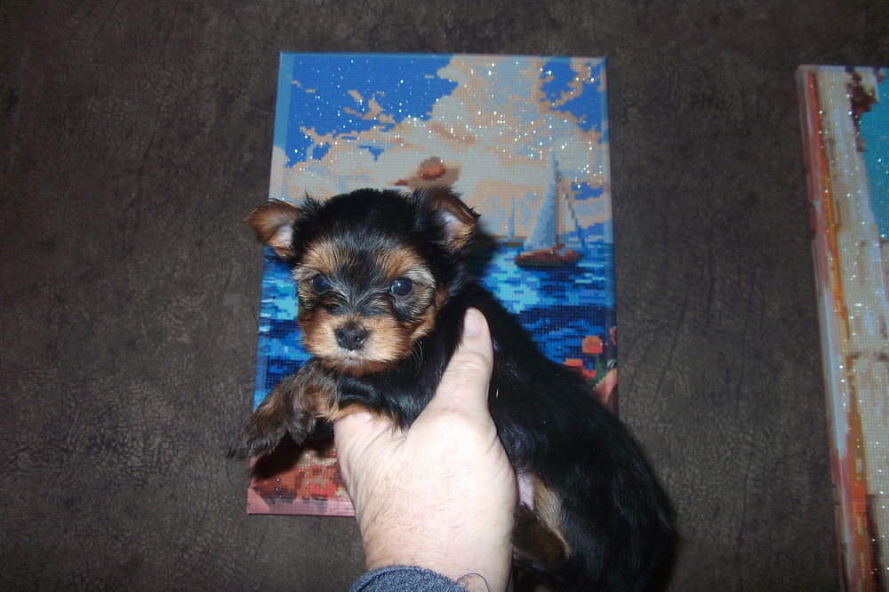   magnifique chiots yorkshire terrier 