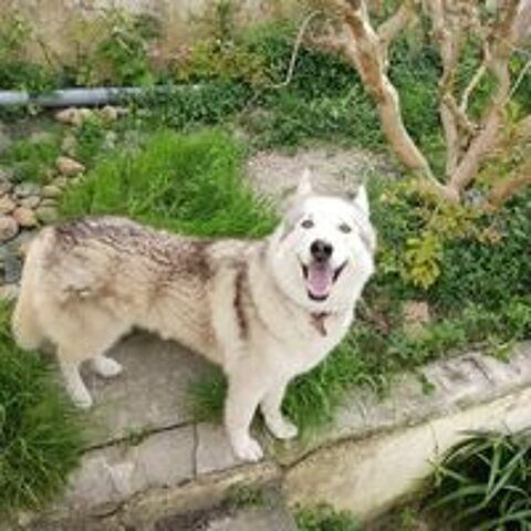  Chien THORIUM à l adoption 