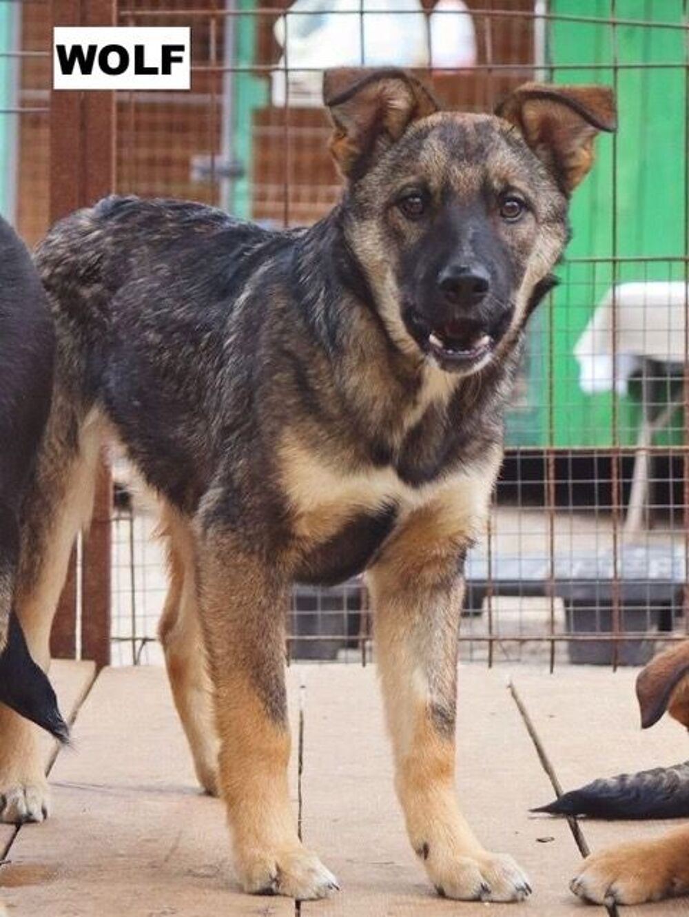   WOLF SE TROUVE DANS UN REFUGE EN UKRAINE 