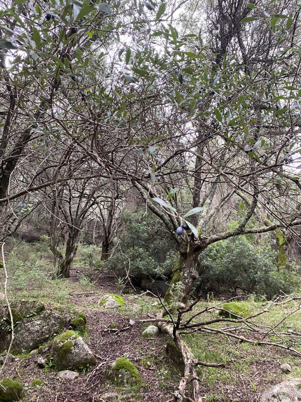 Vente Terrain PARCELLES BOISEES AVEC RUINE BERGERIE CADASTREE Pila-canale